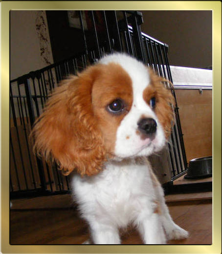 Cavalier King Charles Spaniel Tricolour und Blenheim puppy von Wonderful Eylar Rose und Chantismere Chieftain